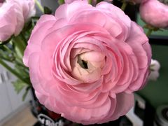 -双季花艺园艺市场(浦东店)
