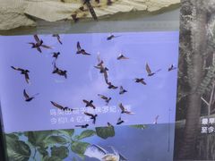 -上海昆虫博物馆