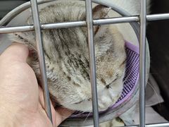 -宠物星动物医院·眼科·异宠·猫科(江南大道总院)