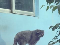 -青藏高原野生动物园