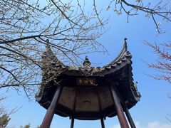 -香雪海
