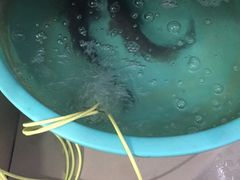 -毛大姐漓江特色啤酒鱼