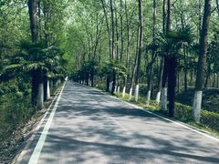 -合肥滨湖国家森林公园