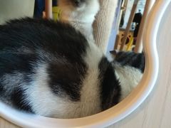-Cappucimeow猫咪咖啡馆(韦伯时代店)