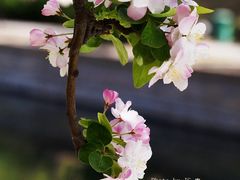 -海棠花溪(元大都城垣遗址公园)