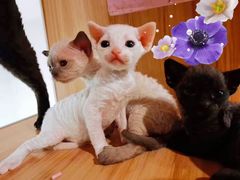 -十年猫舍·猫咪专门店(普陀店)