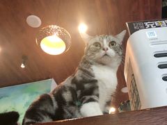 -咖法森林·咖啡  酒吧(天河店)