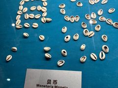 -青岛贝壳博物馆