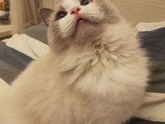 -momokira米努特·德文卷毛猫·棉花面纱犬
