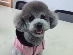 -Oh My Dog宠物沙龙(伊珊娜皮毛护理店)