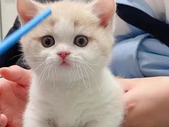 -欣宠猫屋·矮脚拿破仑·蓝金金渐层