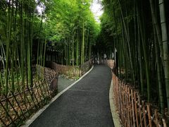 -陈家山荷花公园