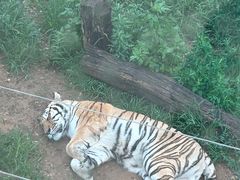 -大连森林动物园