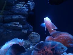 -成都浩海立方海洋公园