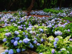 -上海共青森林公园