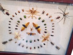 -上海昆虫博物馆