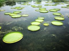 -荷塘月色湿地公园·向阳花洲