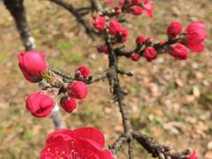 -黑皮酸菜鱼(三山街店)