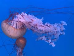 -大连老虎滩海洋公园