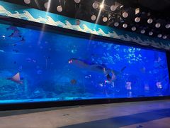 -烟台海昌鲸鲨海洋公园