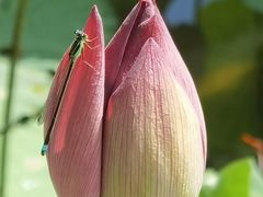 -广州莲花山旅游区