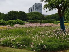 -九里河湿地公园