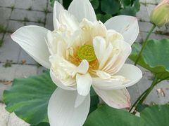 -莲花池公园