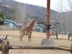 -大连森林动物园