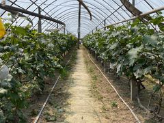 -马陆小张葡萄园农家乐