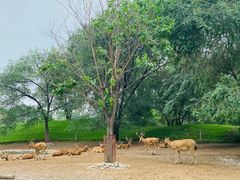-北京野生动物园