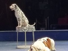 -珠海横琴长隆《卡卡虎奇遇记》