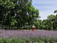 -上海滨江森林公园