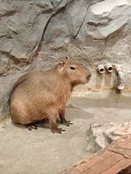 -Zoolung Zoolung动物主题公园(海信广场店)