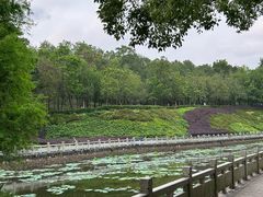-中山市树木园