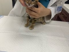 -美联众合动物医院·24h转诊中心