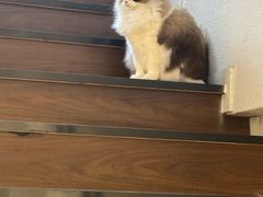 -琪喵猫屋·撸猫猫咖·猫舍