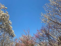 -杭州植物园