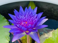 -上海植物园-4号门售票处