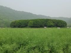 -八卦田遗址公园
