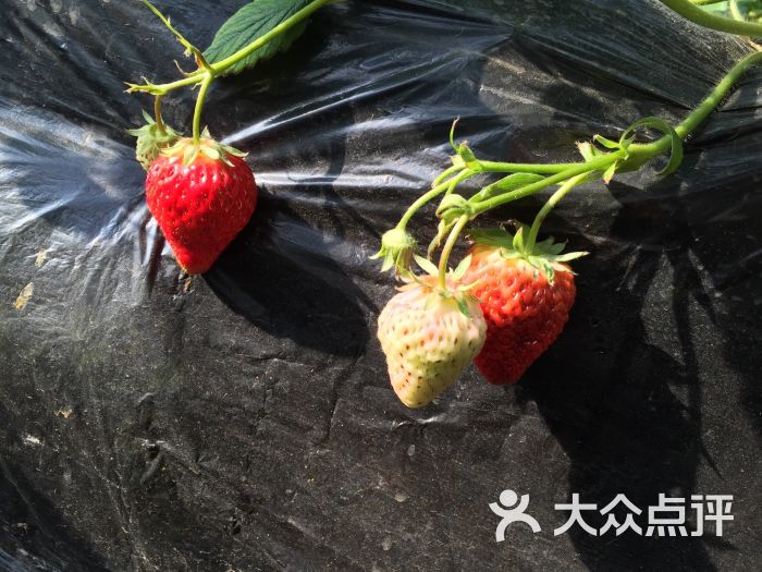 旺旺草莓采摘园图片 - 第2张