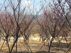 android_upload_pic-天适樱花悠乐园
