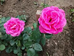 月季花-长白岛森林公园