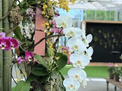 -上海鲜花港