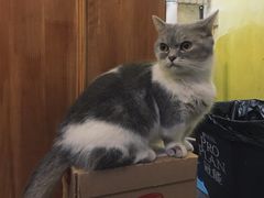 -猫色咖啡·猫咖