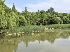 -吴淞炮台湾湿地森林公园烧烤区