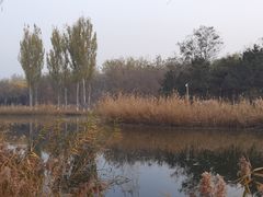-大兴滨河森林公园