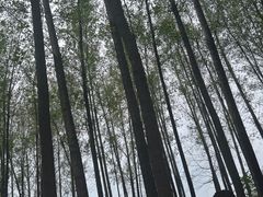 -林间山庄