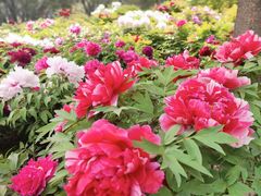 -莲花池公园