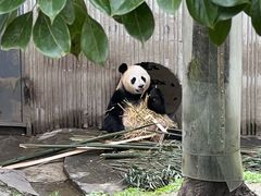 -卧龙中华大熊猫苑神树坪基地
