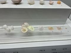 -贝壳王国博物馆